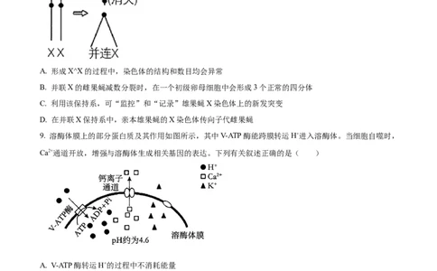 四川省乐山市第一中学校高2022级高三二模测试生物_2025年3月_250316四川省乐山市第一中学校高2022级高三二模测试（全科）_四川省乐山市第一中学校高2022级高三二模测试生物