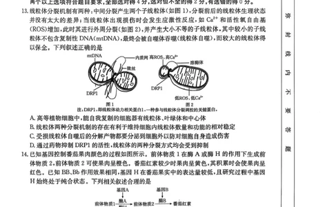 江西省三新教研共同体2024-2025学年高三下学期3月联考生物试题+答案_2025年3月_250326江西省金太阳三新教研共同体2025届高三3月联考（全科）