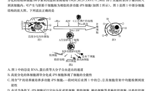 湖南省炎德&middot;英才大联考长郡中学2025届高三月考试卷（七）生物_2025年3月_250315湖南省炎德&middot;英才大联考长郡中学2025届高三月考试卷（七）