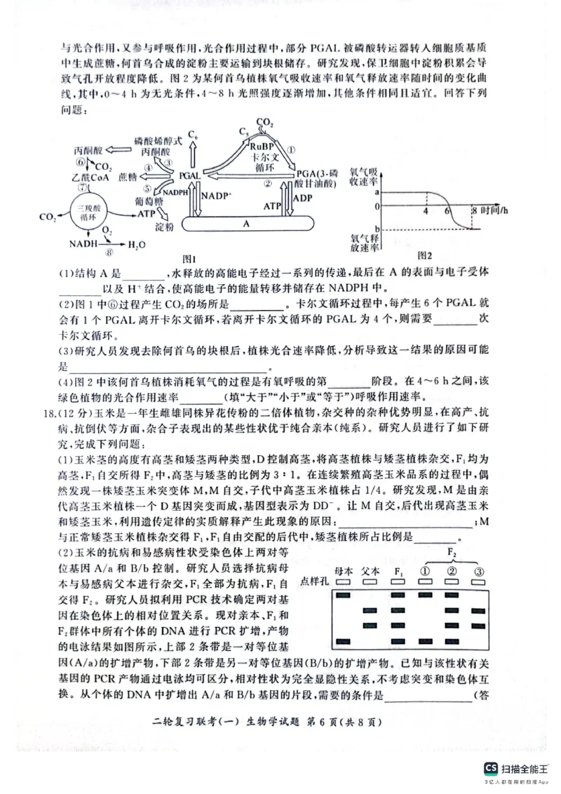 百师联盟2025届高三二轮复习联考（一）（百A）生物_2025年3月_250329百师联盟2025届高三二轮复习联考（一）（全科）_百师联盟2025届高三二轮复习联考（一）生物