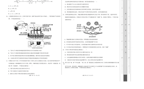 高二生物上第一次月考测试范围：选择性必修1第1、2章（考试版A3）（人教版2019）_1多考区联考试卷_2510142025-2026学年高二生物上学期第一次月考试题