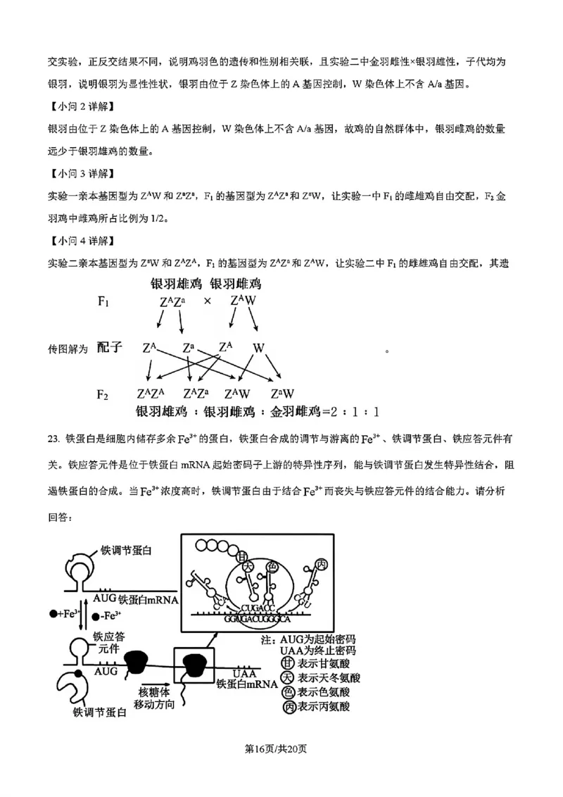 吉林省吉林市一中23级(26届)2025-2026学年度高三上学期第一次质量检测生物试题卷（含解析）_2025年10月_12026年试卷教辅资源等多个文件_生物