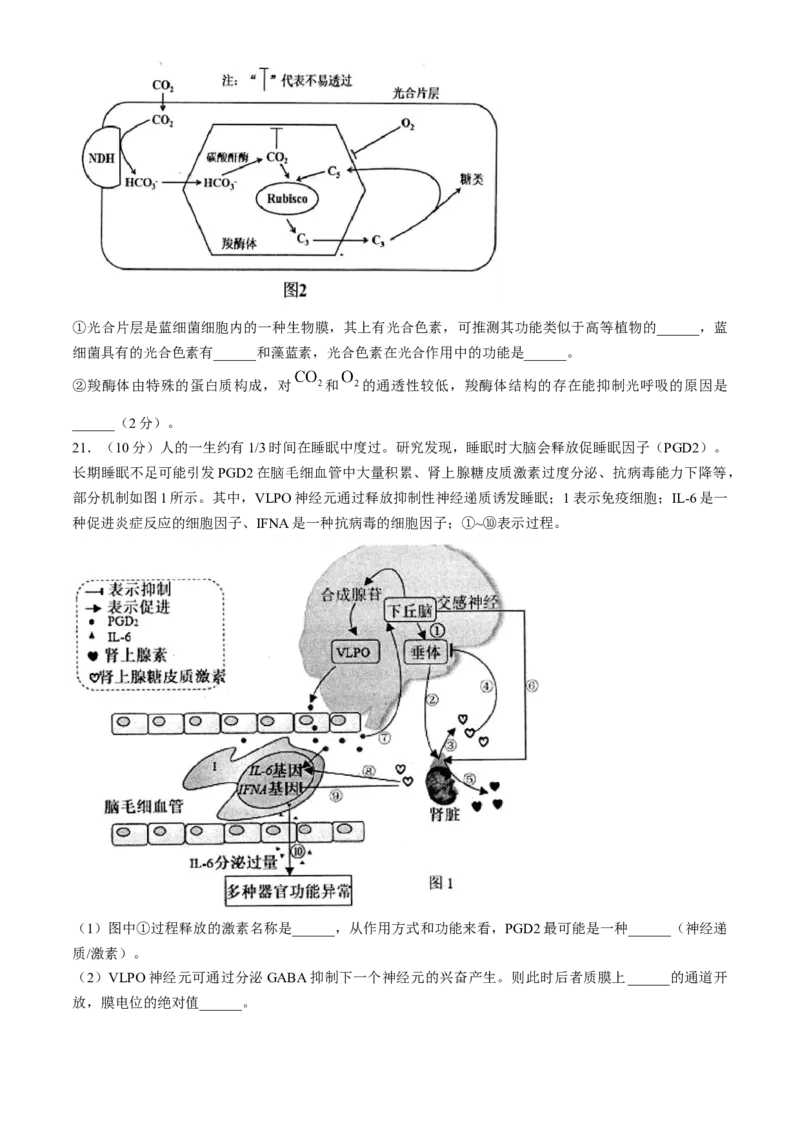江苏省扬州市高邮市2024-2025学年高三上学期12月月考生物试题（含答案）_2025年1月_250102江苏省扬州市高邮市2024-2025学年高三上学期12月月考（全科）
