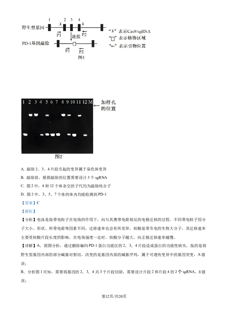 精品解析：重庆市八中2025-2026学年高三上学期入学考试生物试卷（解析版）_2025年9月_250902重庆市第八中学校2025-2026学年高三上学期入学考试（全科）