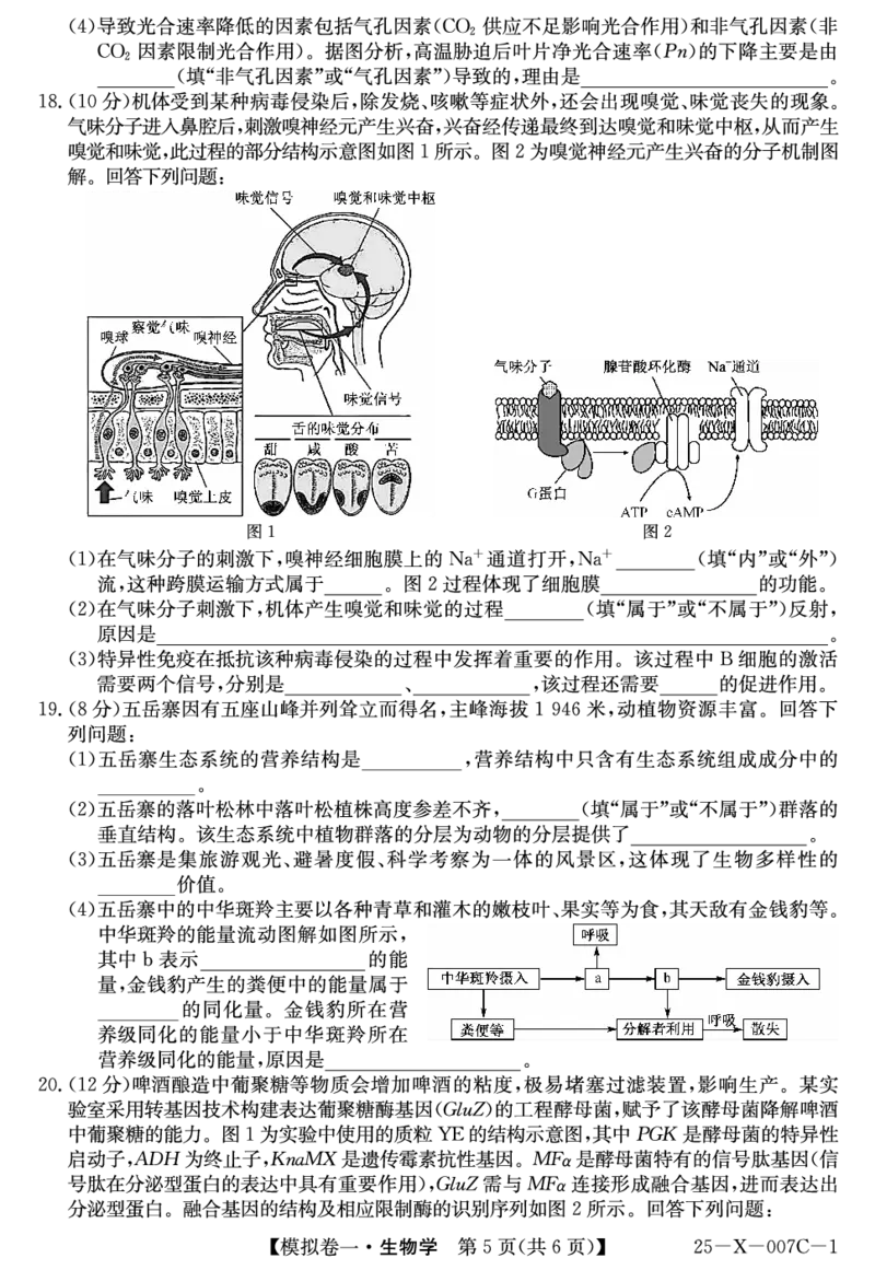 河南省新高中创新联盟2025届高三模拟卷一（25-X-007C-1）生物_2025年2月_250209河南省新高中创新联盟2025届高三模拟卷一（25-X-007C-1）（全科）