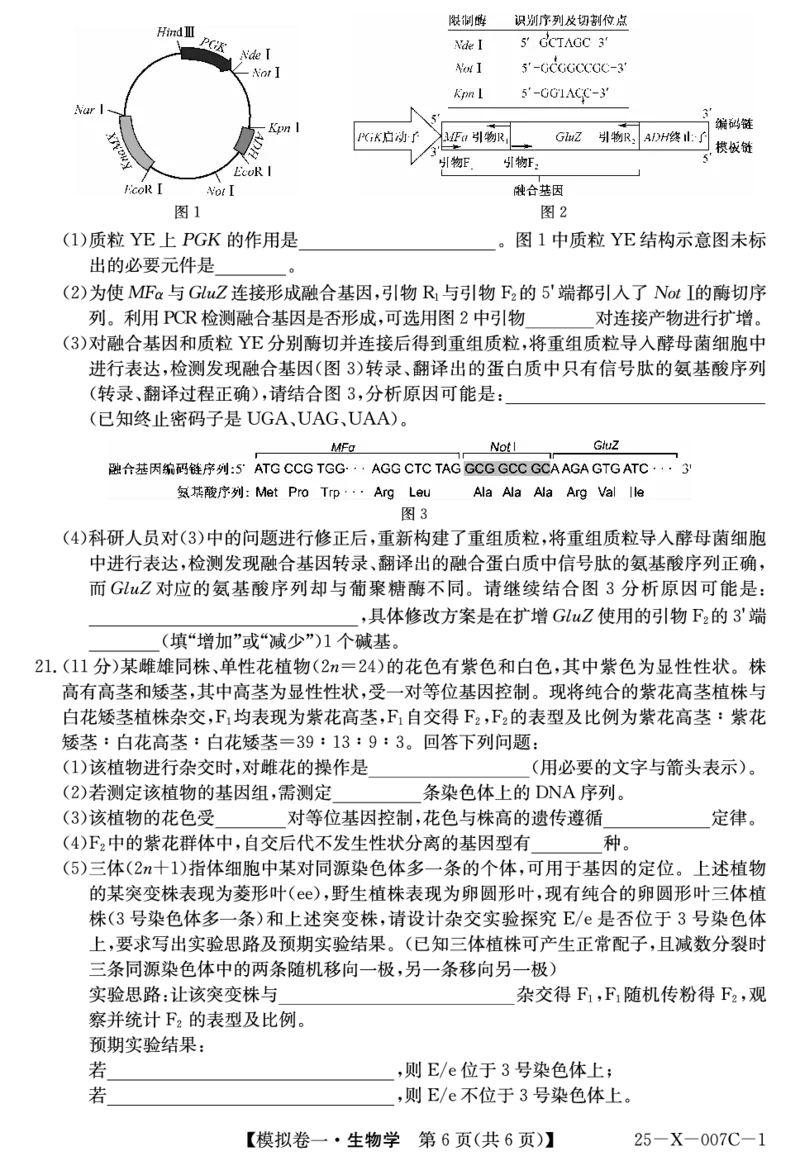 河南省新高中创新联盟2025届高三模拟卷一（25-X-007C-1）生物_2025年2月_250209河南省新高中创新联盟2025届高三模拟卷一（25-X-007C-1）（全科）