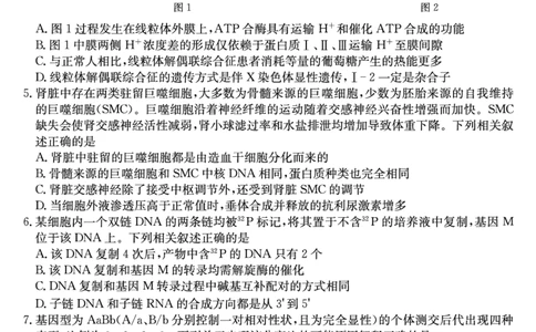 河南省新高中创新联盟2025届高三模拟卷一（25-X-007C-1）生物_2025年2月_250209河南省新高中创新联盟2025届高三模拟卷一（25-X-007C-1）（全科）