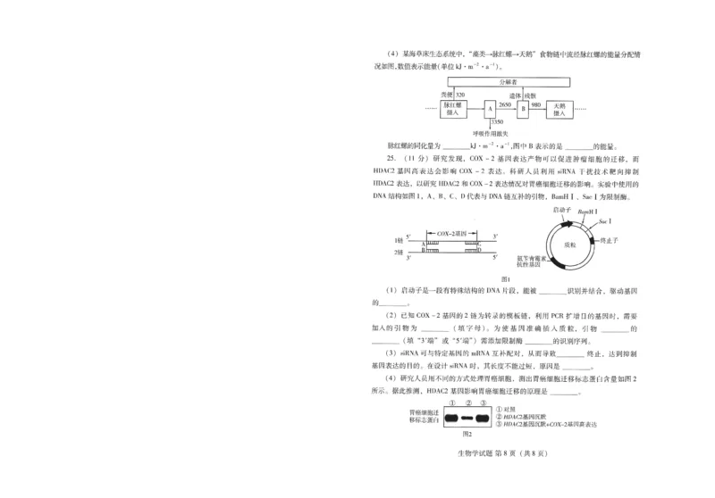 潍坊市2026届高三开学调研监测考试生物_2025年9月_250907山东省潍坊市2026届高三开学调研监测考试（全科）