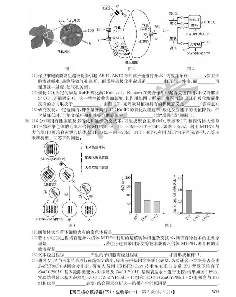 湖北省2025届九师联盟核心模拟卷（下）（样卷）生物_2025年4月_2504022025届九师联盟核心模拟卷（下）（一）（样卷）（全科）