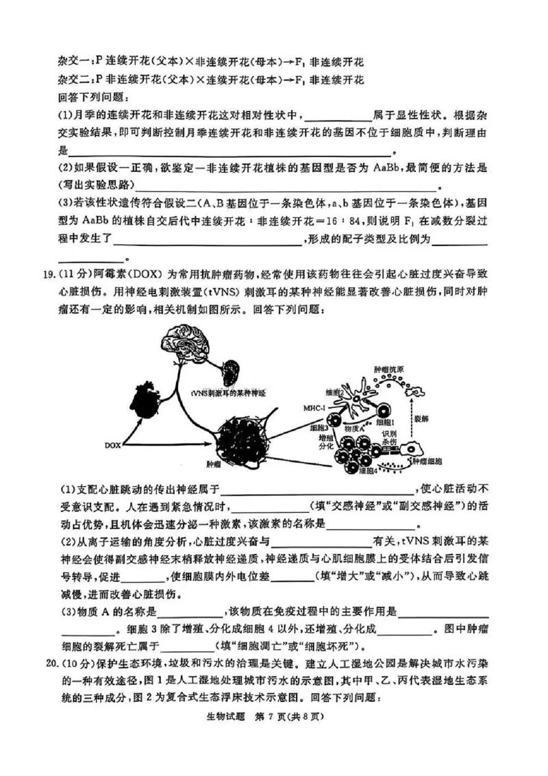 河南五市2025届高三期末生物试题及答案_2025年1月_250121河南普通高中（青桐鸣大联考）2024-2025学年（上）高三年级期末考试