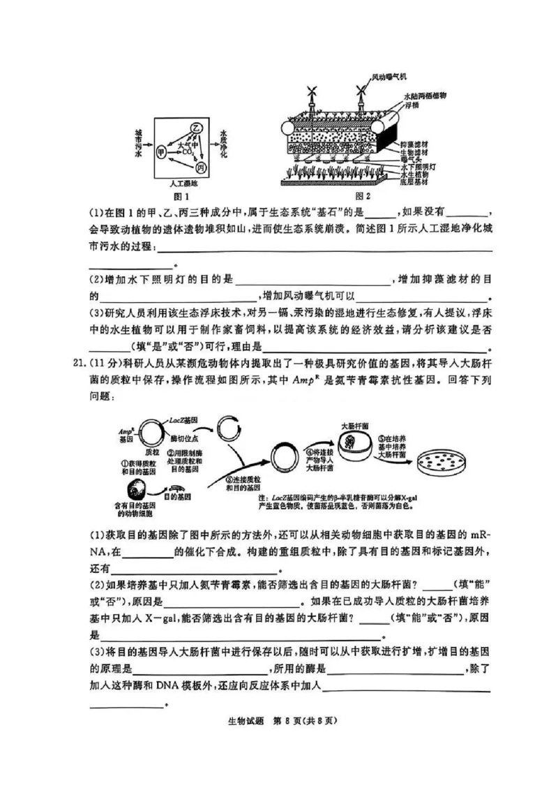 河南五市2025届高三期末生物试题及答案_2025年1月_250121河南普通高中（青桐鸣大联考）2024-2025学年（上）高三年级期末考试