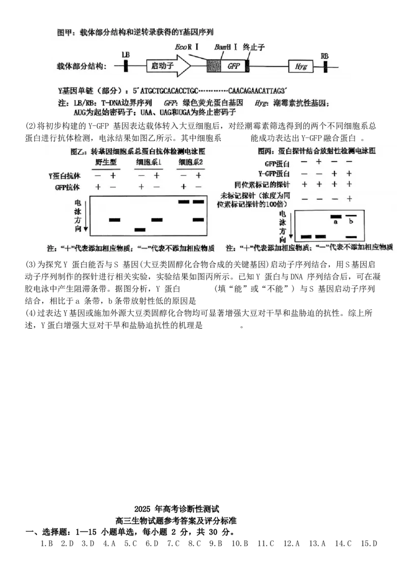 山东省烟台市2025届高三一模考试生物试题（含答案）_2025年3月_250305山东省烟台市、德州市、东营市2025年3月高三高考诊断性测试（一模）（全科）