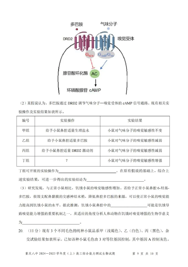 重庆市第八中学2025届高三上学期1月综合能力测试（期末）生物PDF版含答案_2025年1月_250108重庆市第八中学2025届高三上学期1月综合能力测试（期末）（全科）