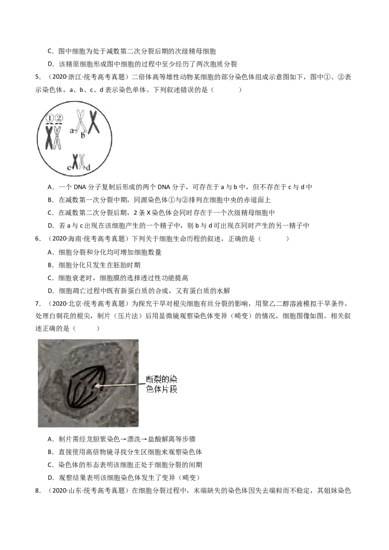 专题08有丝分裂和减数分裂（原卷卷）_近10年高考真题汇编（必刷）_十年（2014-2024）高考生物真题分项汇编（全国通用）_十年（2014-2023）高考生物真题分项汇编（全国通用）