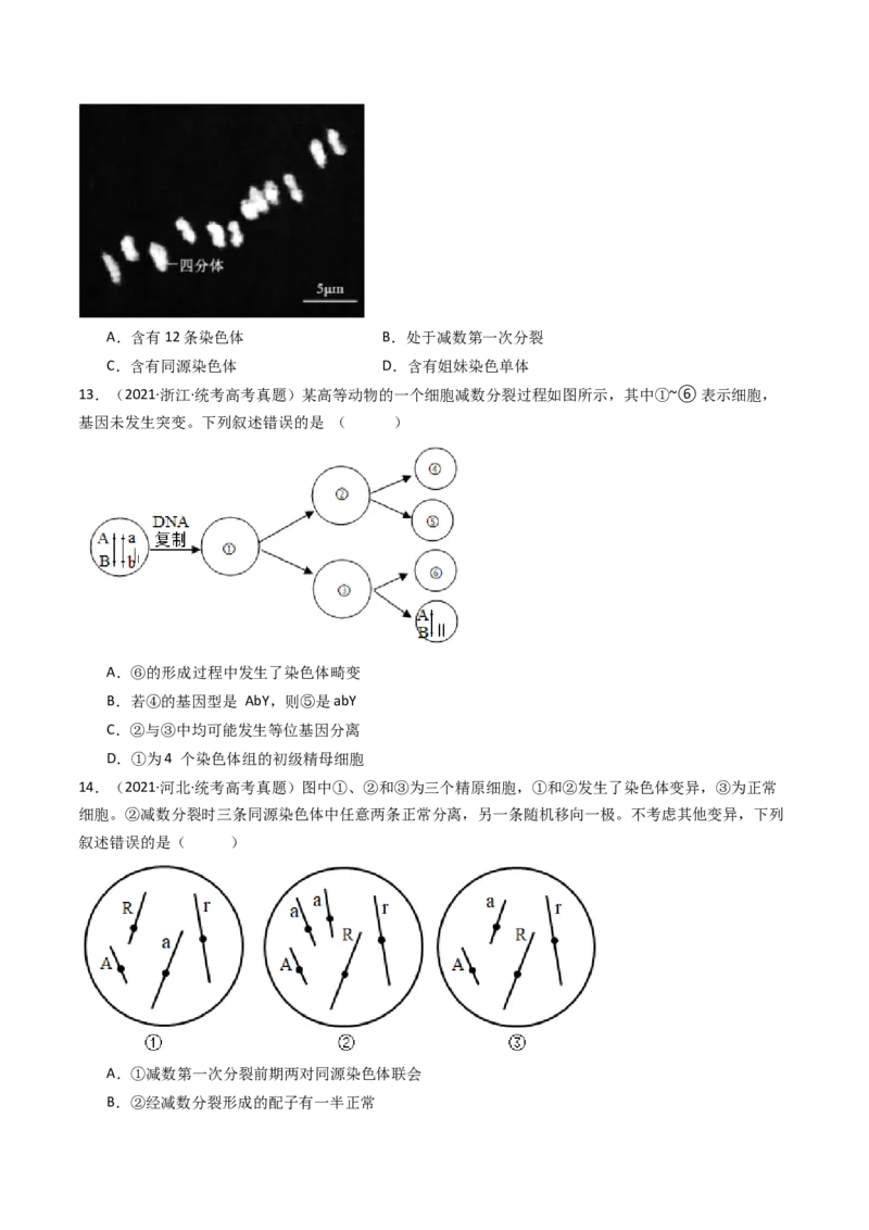 专题08有丝分裂和减数分裂（原卷卷）_近10年高考真题汇编（必刷）_十年（2014-2024）高考生物真题分项汇编（全国通用）_十年（2014-2023）高考生物真题分项汇编（全国通用）