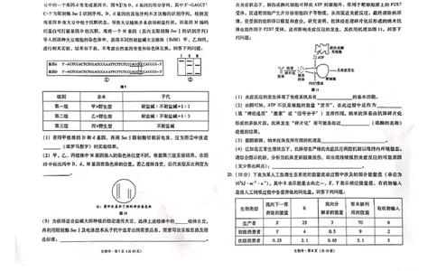 西南（云南四川贵州）名校联盟2024-2025学年高三&ldquo;333&rdquo;高考备考诊断联考（二）生物试题_2025年3月_250325西南名校联盟2025届&ldquo;3+3+3&rdquo;高考备考诊断性联考(二)（全科）