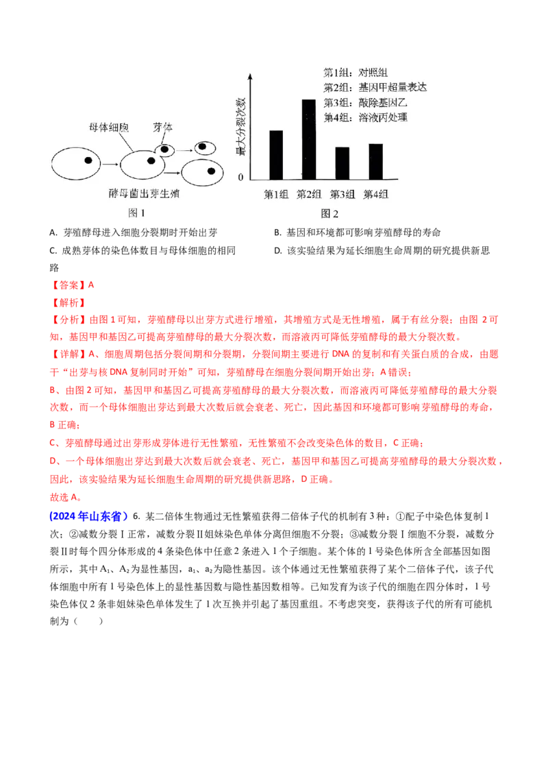 专题06细胞的增殖-2024年高考真题和模拟题生物分类汇编（教师卷）_近10年高考真题汇编（必刷）_十年（2014-2024）高考生物真题分项汇编（全国通用）