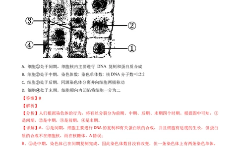 专题06细胞的增殖-2024年高考真题和模拟题生物分类汇编（教师卷）_近10年高考真题汇编（必刷）_十年（2014-2024）高考生物真题分项汇编（全国通用）