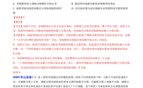 专题06细胞的增殖-2024年高考真题和模拟题生物分类汇编（教师卷）_近10年高考真题汇编（必刷）_十年（2014-2024）高考生物真题分项汇编（全国通用）