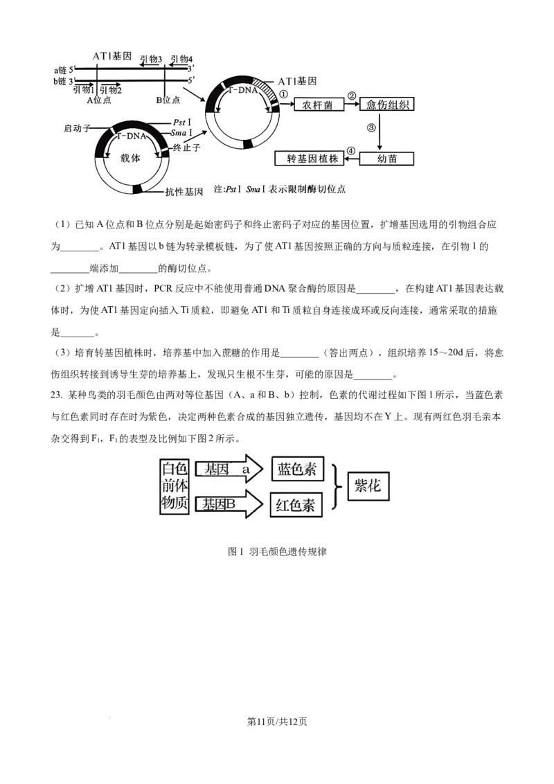 精品解析：河北省石家庄市长安区石家庄市第一中学2025-2026学年高三上学期9月月考生物试题（原卷版）_2025年9月_250927石家庄市第一中学2025-2026学年高三上学期9月摸底考试（全科）