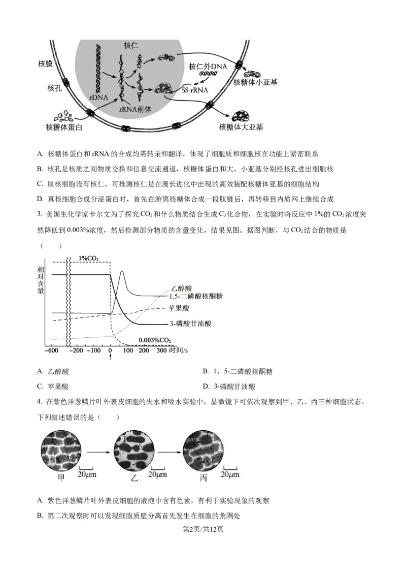 精品解析：河北省石家庄市长安区石家庄市第一中学2025-2026学年高三上学期9月月考生物试题（原卷版）_2025年9月_250927石家庄市第一中学2025-2026学年高三上学期9月摸底考试（全科）