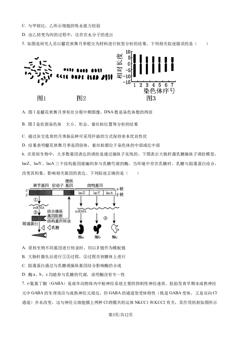 精品解析：河北省石家庄市长安区石家庄市第一中学2025-2026学年高三上学期9月月考生物试题（原卷版）_2025年9月_250927石家庄市第一中学2025-2026学年高三上学期9月摸底考试（全科）