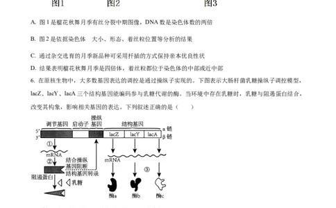 精品解析：河北省石家庄市长安区石家庄市第一中学2025-2026学年高三上学期9月月考生物试题（原卷版）_2025年9月_250927石家庄市第一中学2025-2026学年高三上学期9月摸底考试（全科）