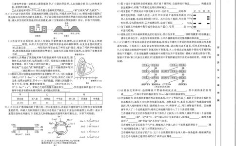 江西省2025届高三下学期3月百万大联考（金太阳25-4001C）生物_2025年3月_2503202025届江西省高三金太阳3月联考（JX-4001C）（全科）_2025届江西省高三金太阳3月联考（JX-4001C）生物