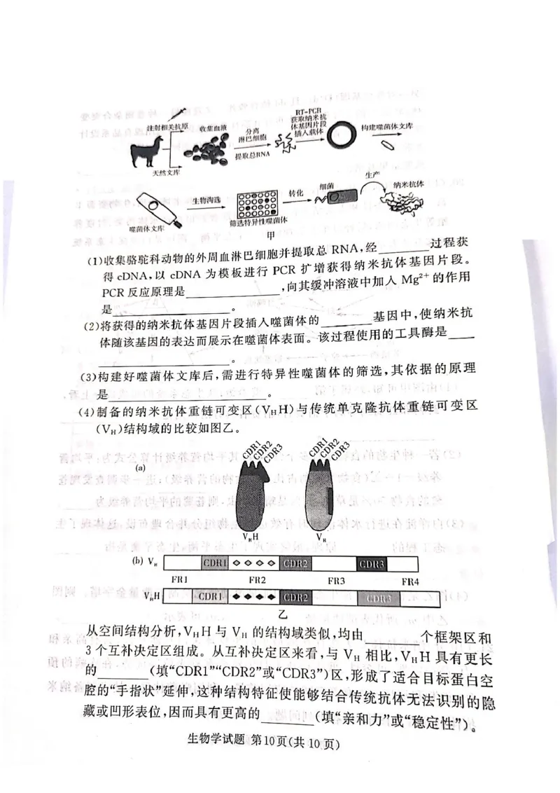 湘豫名校联考2025届高三下学期第三次模拟考试生物试卷（含答案）_2025年5月_250501湘豫名校联考2024-2025学年高三春季第三次模拟考试（全科）