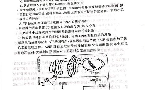 湘豫名校联考2025届高三下学期第三次模拟考试生物试卷（含答案）_2025年5月_250501湘豫名校联考2024-2025学年高三春季第三次模拟考试（全科）