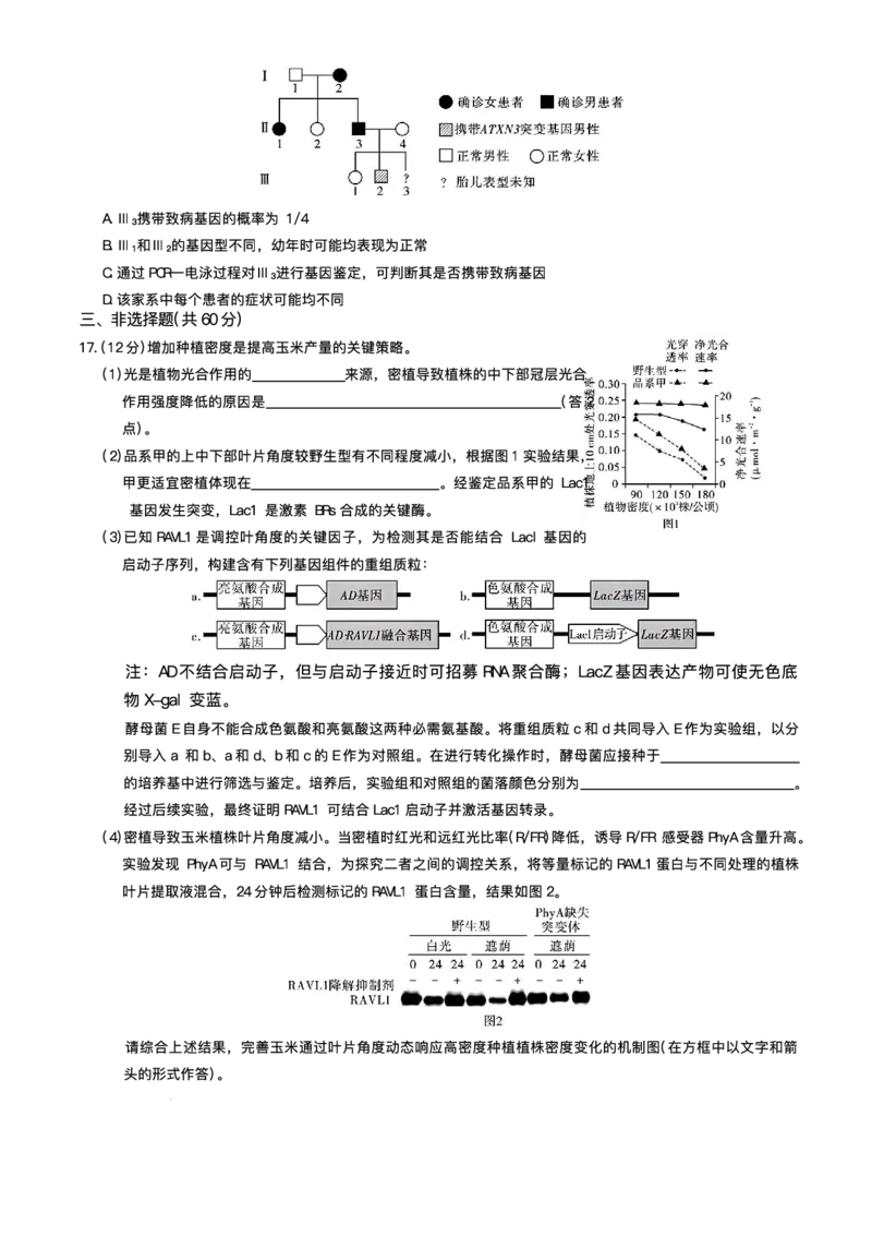 湖南省长沙市湖南师范大学附属中学2025届高三下学期模拟试卷（二）生物（含答案）_2025年5月_2505112025届湖南省长沙市湖南师范大学附属中学高三下学期模拟考试（二）（全科）
