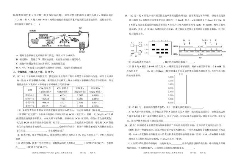 江西省八所重点2025届高三下学期4月联考（二模）生物试卷（含答案）_2025年4月_250410江西省八所重点2025届高三下学期4月联考（二模）（全科）