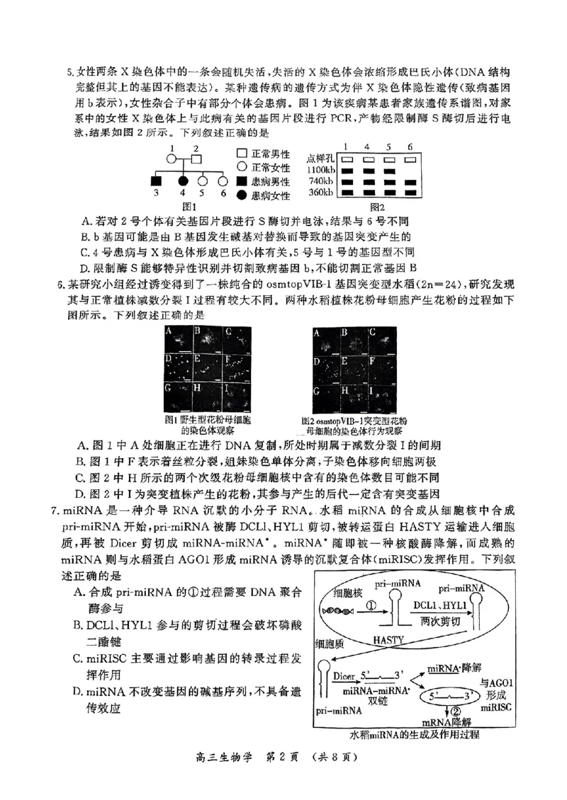 生物_2025年5月_0501河南省开封市2025届高三下学期第三次质量检测（全科）_河南省开封市2025届高三年级第三次质量检测生物