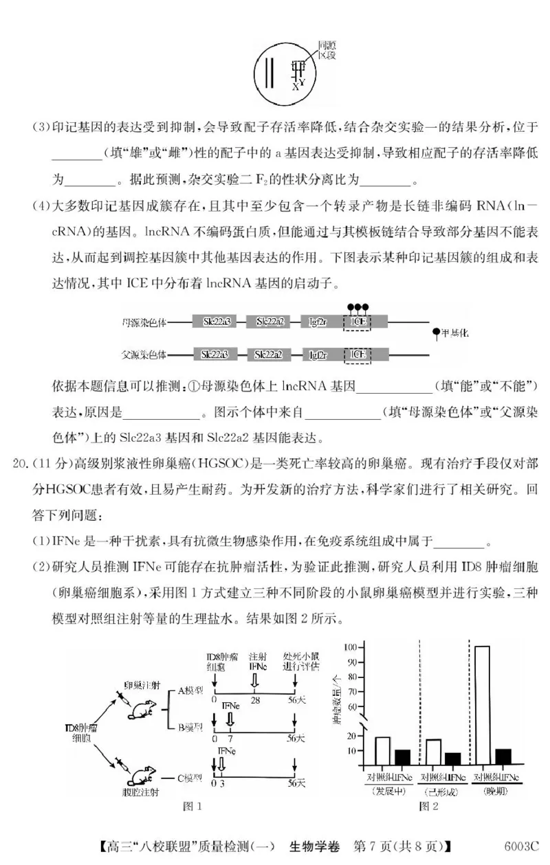 广东省八校联盟2025-2026学年高三上学期质量检测（一）生物试卷（含答案）_2025年8月_250807广东省八校联盟2025-2026学年高三质量检测（一）(6003C)（全科）