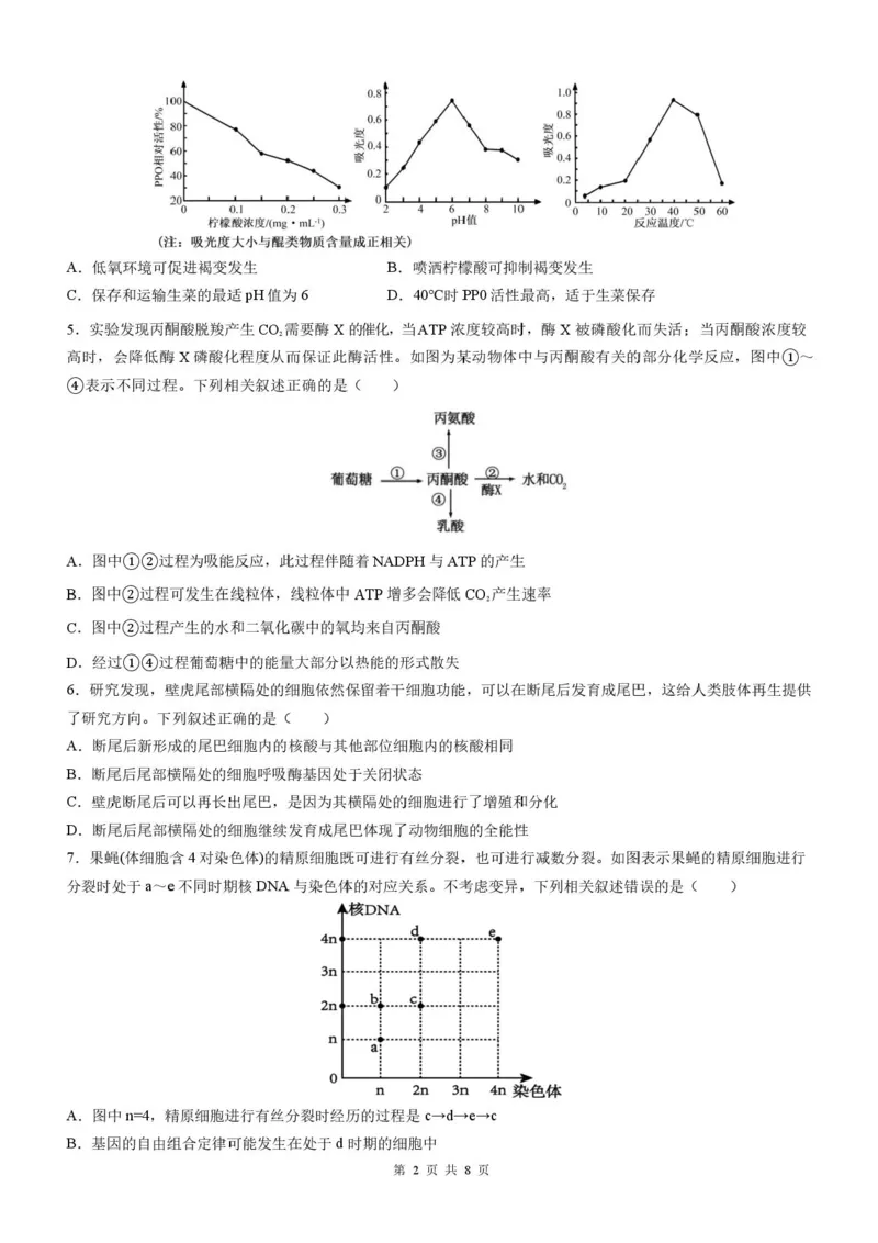 四川省成都市石室中学2025-2026学年高三上学期10月月考+生物_2025年10月_251016四川省成都市石室中学2025-2026学年高三上学期10月月考（全科）