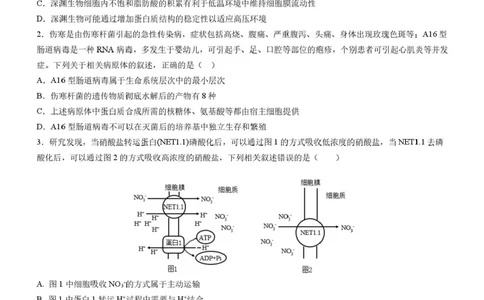 四川省成都市石室中学2025-2026学年高三上学期10月月考+生物_2025年10月_251016四川省成都市石室中学2025-2026学年高三上学期10月月考（全科）