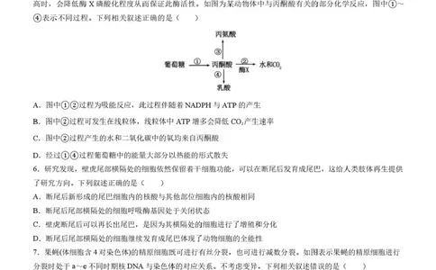 四川省成都市石室中学2025-2026学年高三上学期10月月考+生物_2025年10月_251016四川省成都市石室中学2025-2026学年高三上学期10月月考（全科）