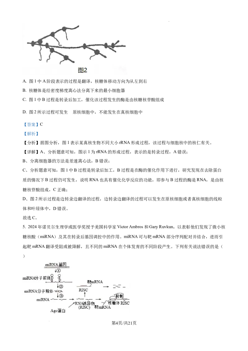 精品解析：2025届江西省高三4月适应性统考生物学试卷（解析版）_2025年5月_2505272025年江西省普通高等学校招生统一考试模拟演练科试题卷