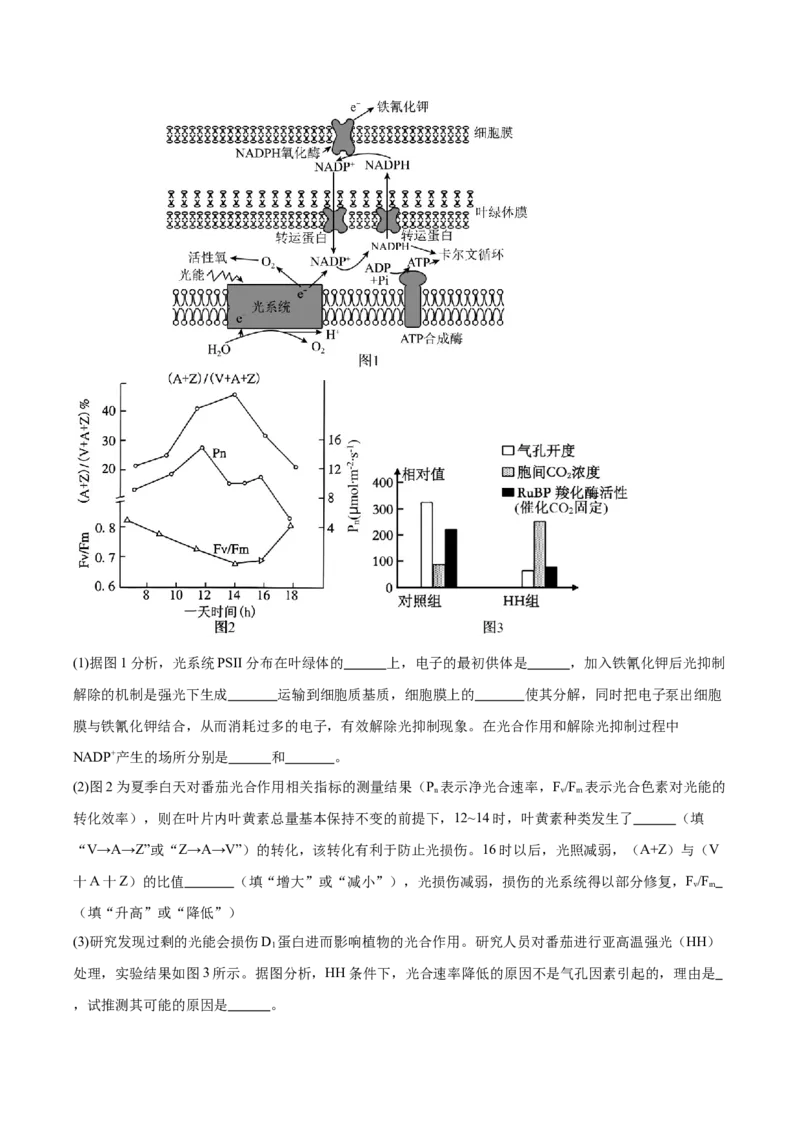 江苏省南京市第一中学2026届高三上学期10月月考生物试卷（含答案）_2025年10月_12026年试卷教辅资源等多个文件_251031江苏省南京市第一中学2025-2026学年高三上学期10月月考