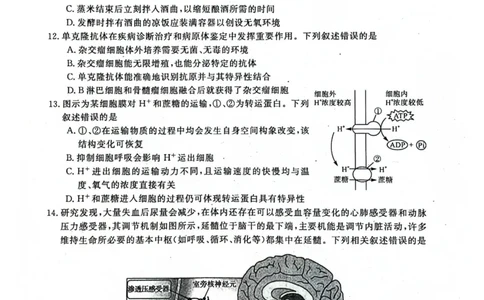 河池市2024年秋季学期高三期末学业水平质量检测生物_2025年1月_250118广西壮族自治区河池市2024年秋季学期高三期末学业水平质量检测（全科）