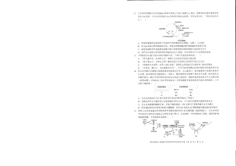 生物试卷_2025年5月_2505052025年湖北省新八校协作体高三5月联考（全科）
