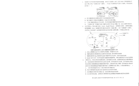 生物试卷_2025年5月_2505052025年湖北省新八校协作体高三5月联考（全科）