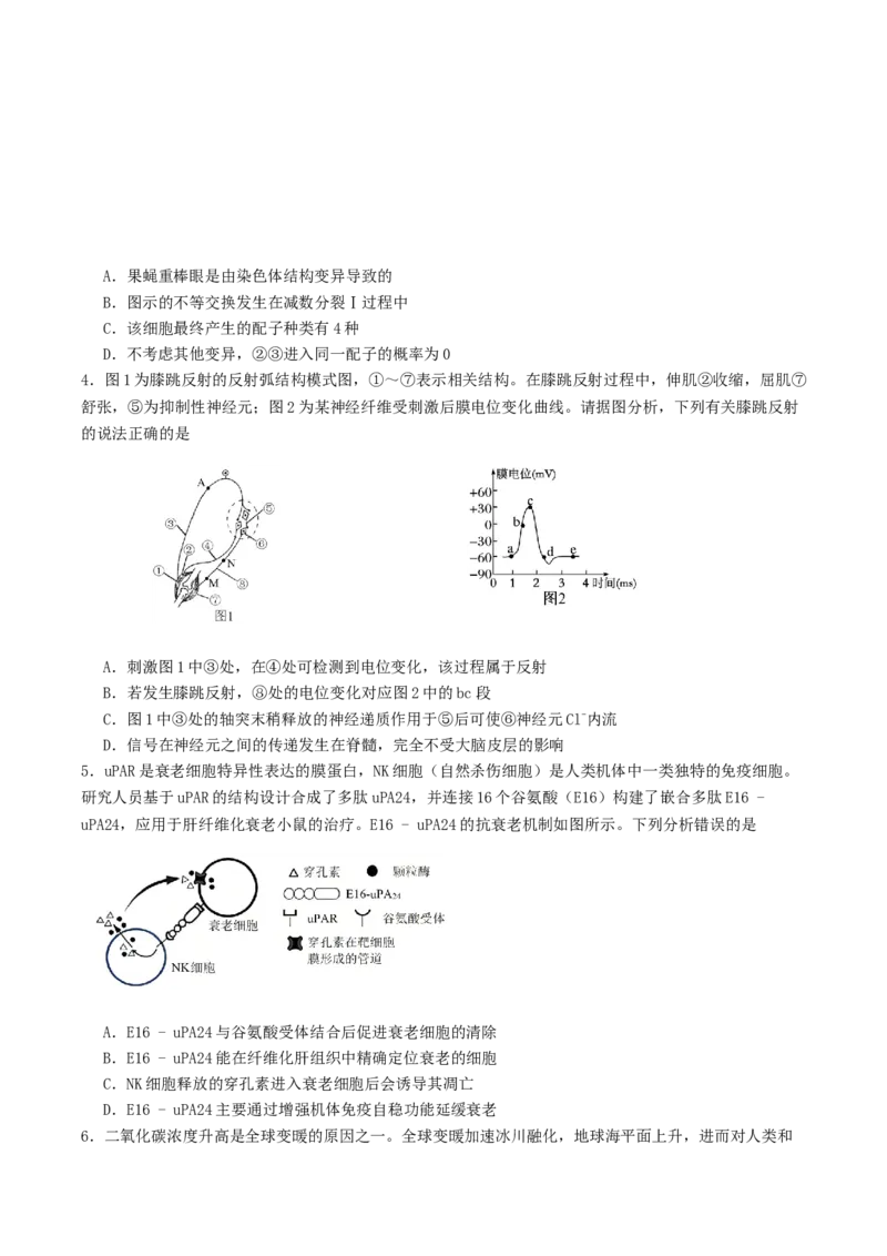 山东省启思大联考2026届高三上学期暑假第一次模拟考试（开学）生物试卷（有答案）_2025年8月_250815山东省启思大联考2026届高三上学期暑假第一次模拟考试（开学）