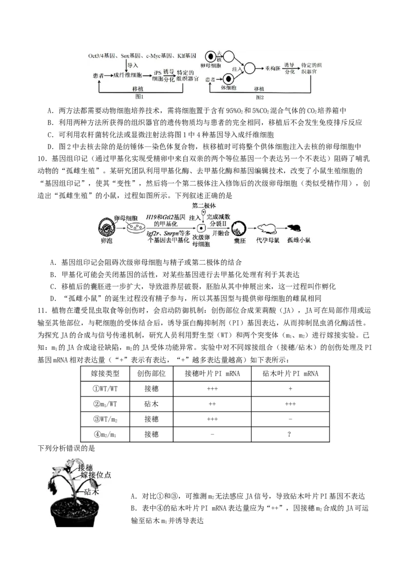 山东省启思大联考2026届高三上学期暑假第一次模拟考试（开学）生物试卷（有答案）_2025年8月_250815山东省启思大联考2026届高三上学期暑假第一次模拟考试（开学）
