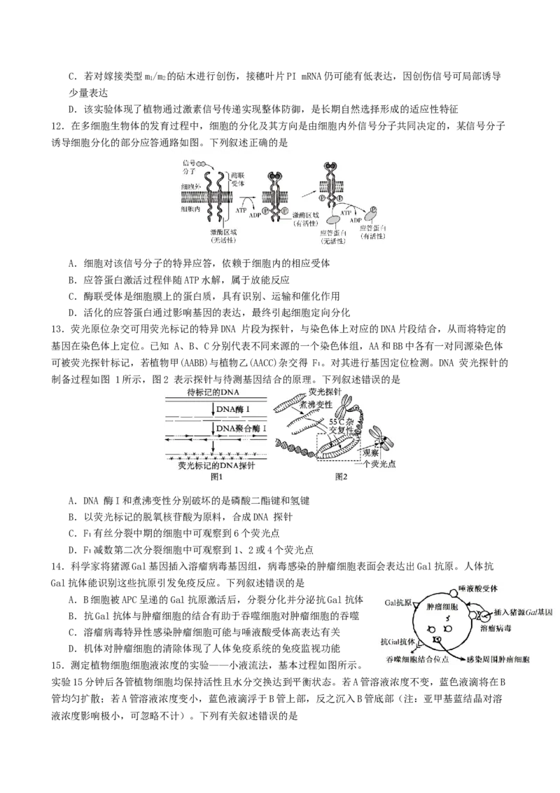 山东省启思大联考2026届高三上学期暑假第一次模拟考试（开学）生物试卷（有答案）_2025年8月_250815山东省启思大联考2026届高三上学期暑假第一次模拟考试（开学）