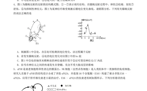 山东省启思大联考2026届高三上学期暑假第一次模拟考试（开学）生物试卷（有答案）_2025年8月_250815山东省启思大联考2026届高三上学期暑假第一次模拟考试（开学）