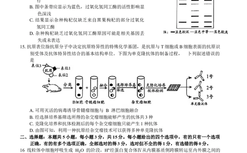 山东省日照市2025届高三2月校际联合考试生物学试卷（含答案）_2025年2月_2502212025届山东省日照市高三下学期校际联合考试(一模)（全科）