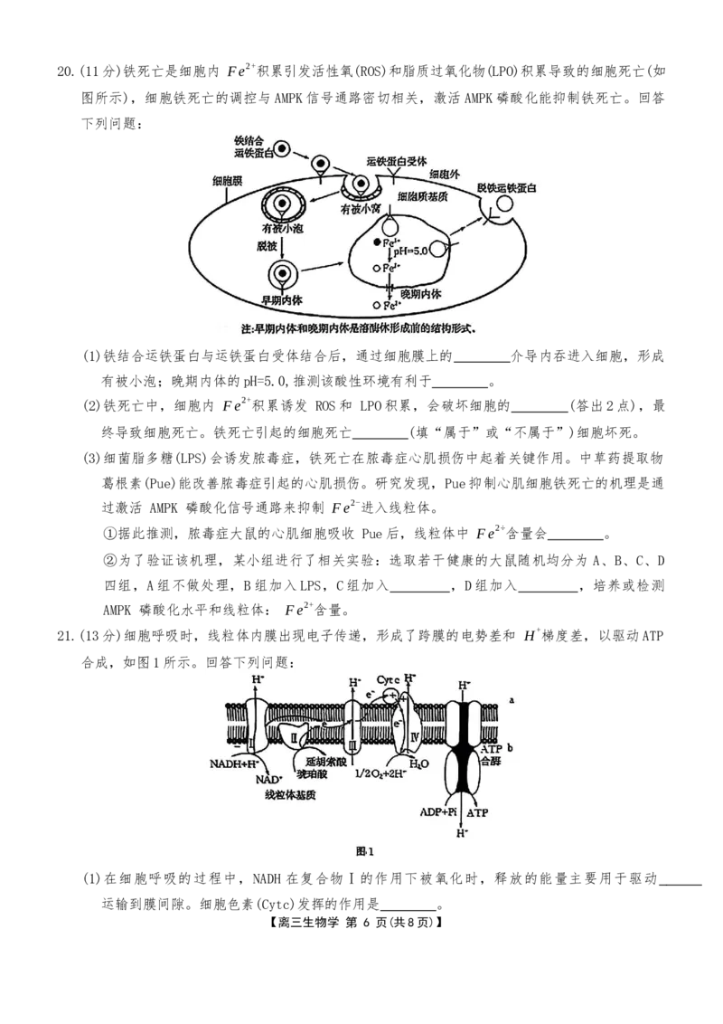 河北省金太阳2025-2026学年高三上学期9月联考生物试卷（含答案）_2025年9月_250925河北省金太阳2025-2026学年高三上学期9月联考（全科）
