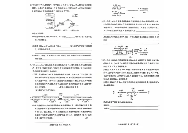 湖南名校联考联合体2026届高三上学期10月月考生物试题（含答案）_2025年10月_12026年试卷教辅资源等多个文件