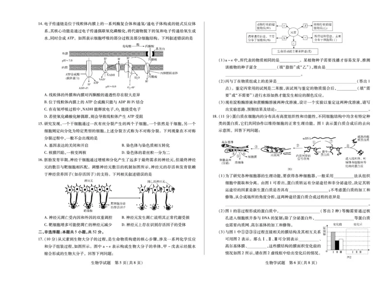 河南省2025&mdash;2026学年（上）高三阶段性检测生物_2025年10月_251021天一大联考&middot;河南省2025&mdash;2026学年（上）高三阶段性检测（全科）